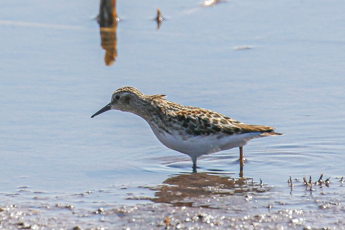 Least Sandpiper - ML317334841