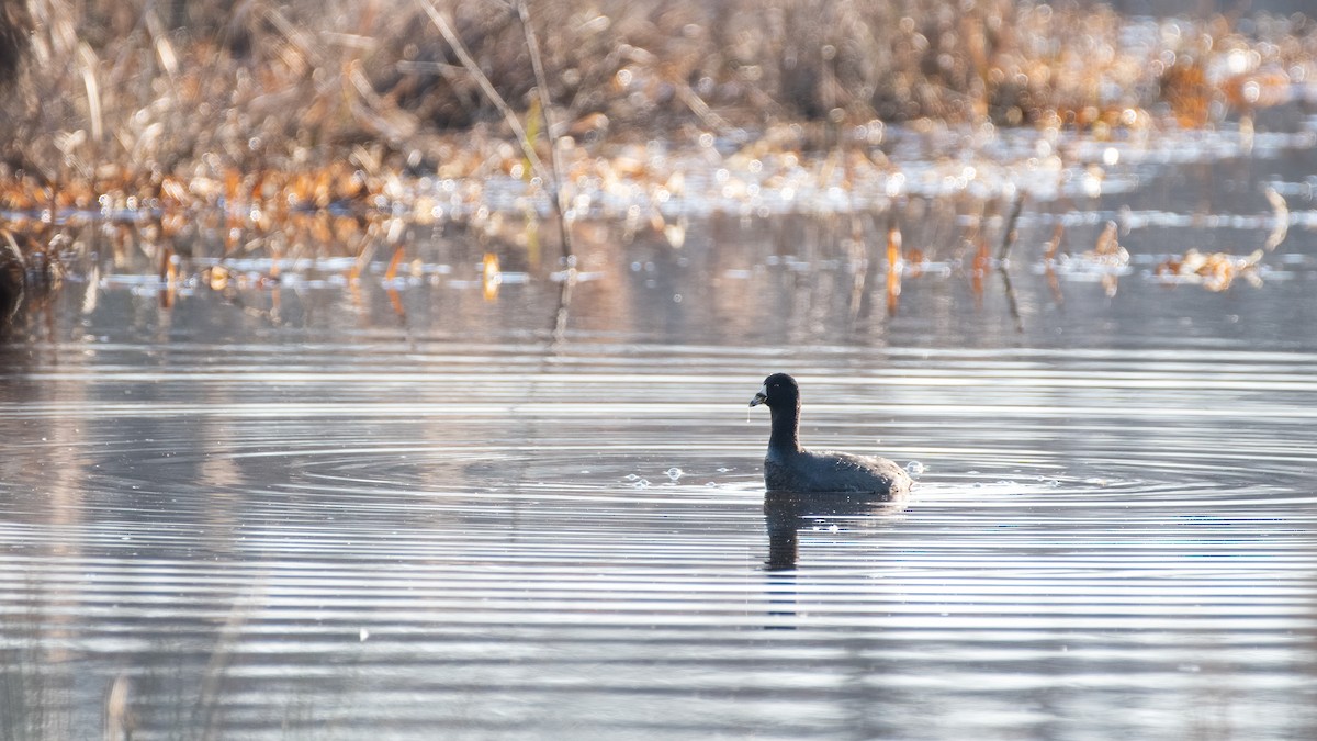 American Coot - ML317334901