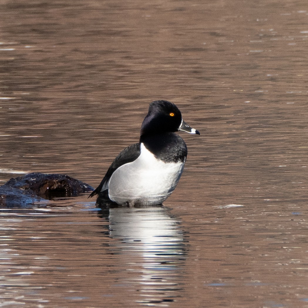 Ring-necked Duck - ML317336301