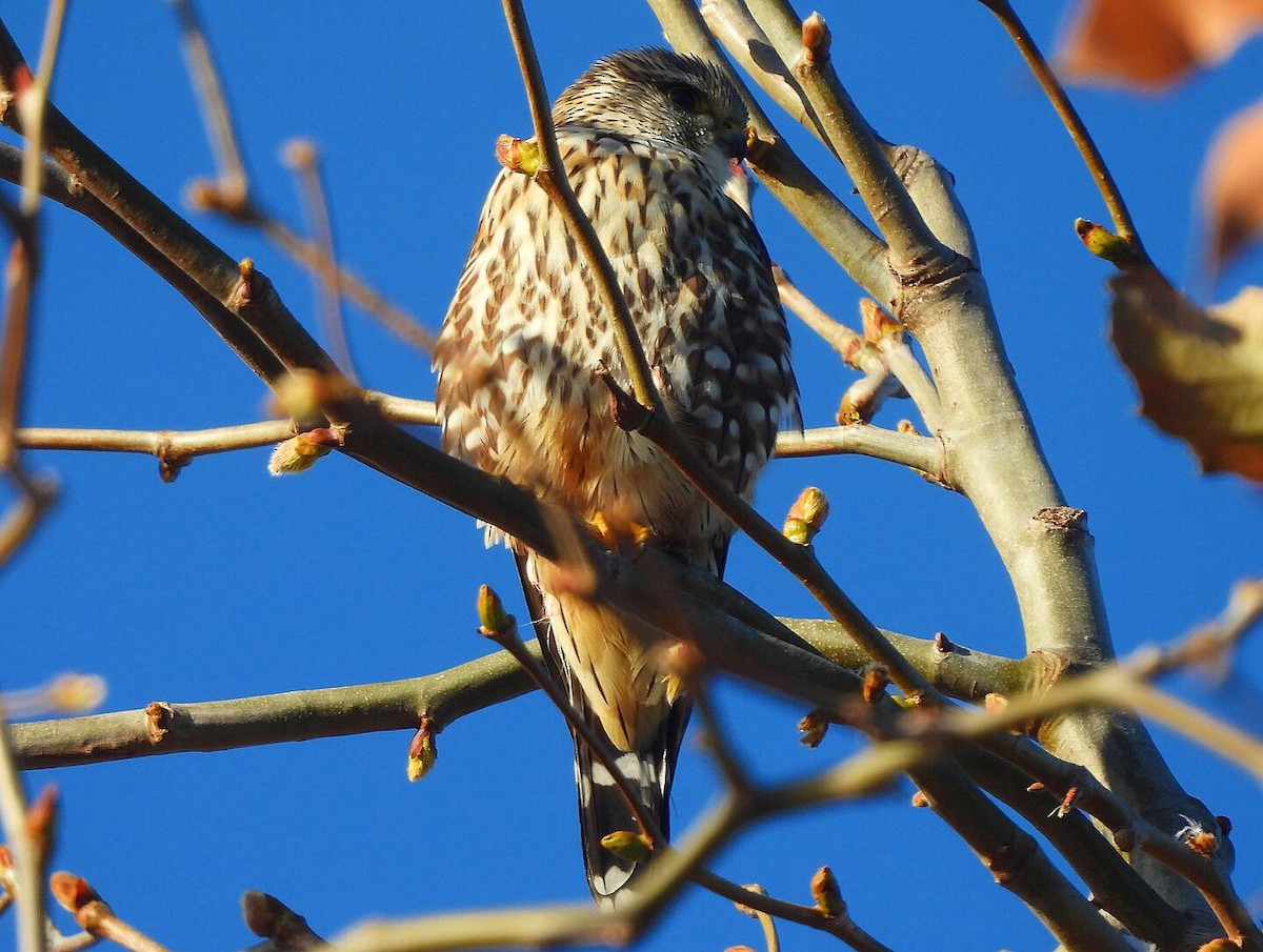 Merlin (Prairie) - Nick & Jane