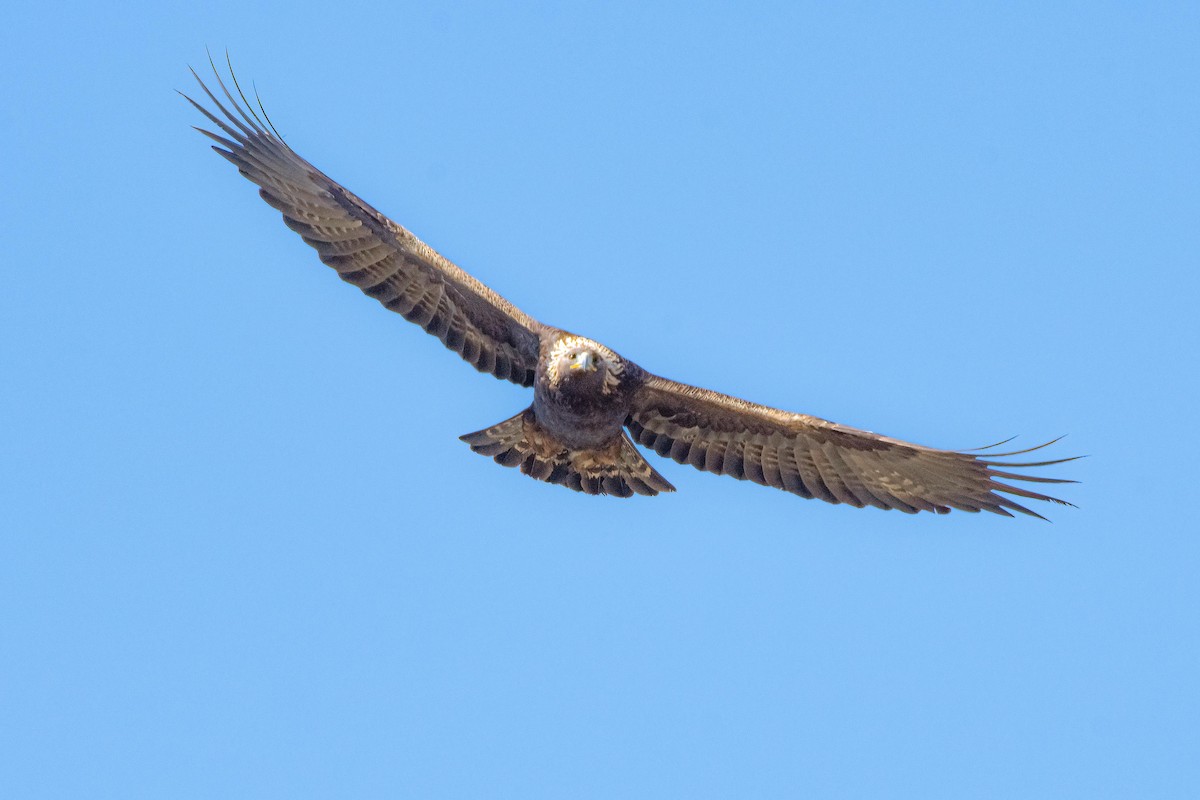 Golden Eagle - Ron Riley