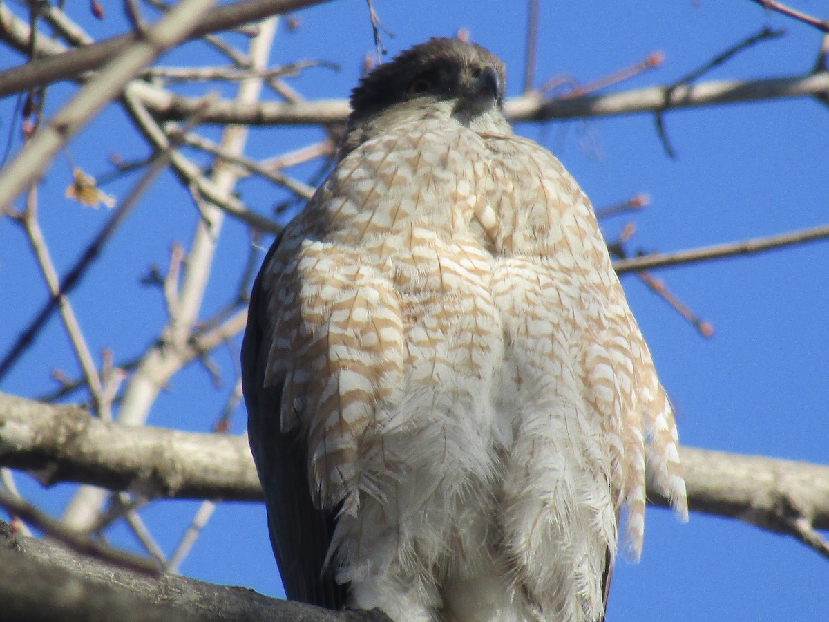 Cooper's Hawk - ML317341031