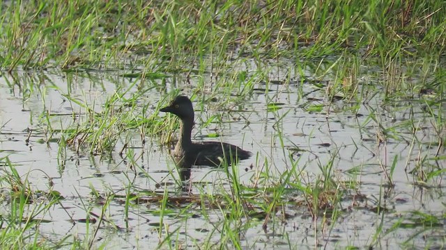 Least Grebe - ML317342261