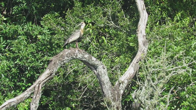 Buff-necked Ibis - ML317342741