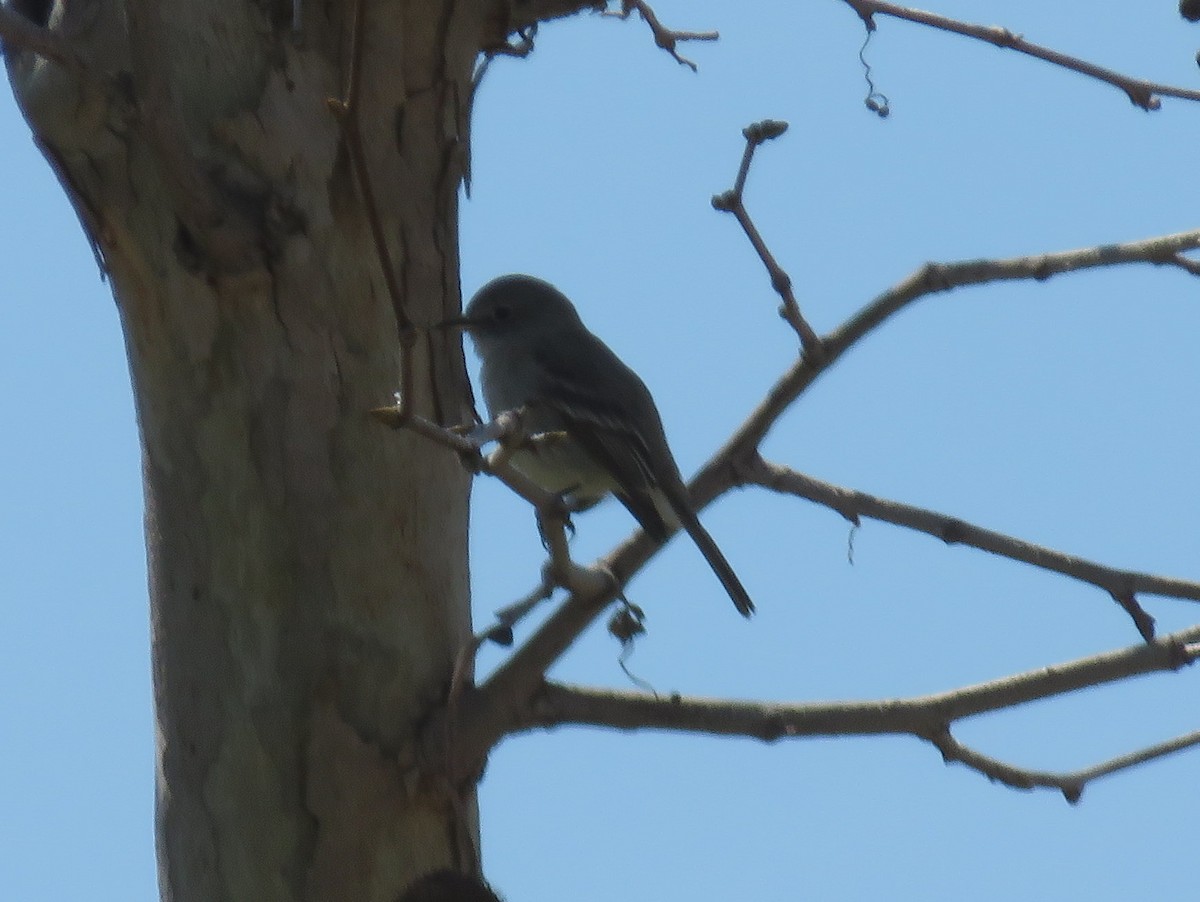 Gray Flycatcher - ML317343991