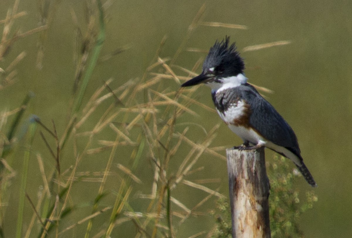 Belted Kingfisher - Dominique Lavoie