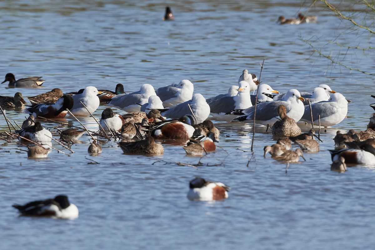 California Gull - ML317346681