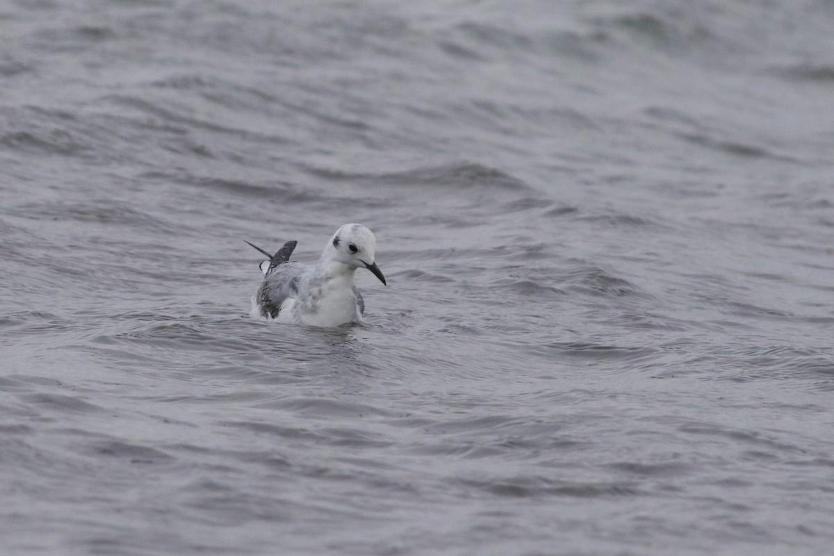 Bonaparte's Gull - Sky Kardell