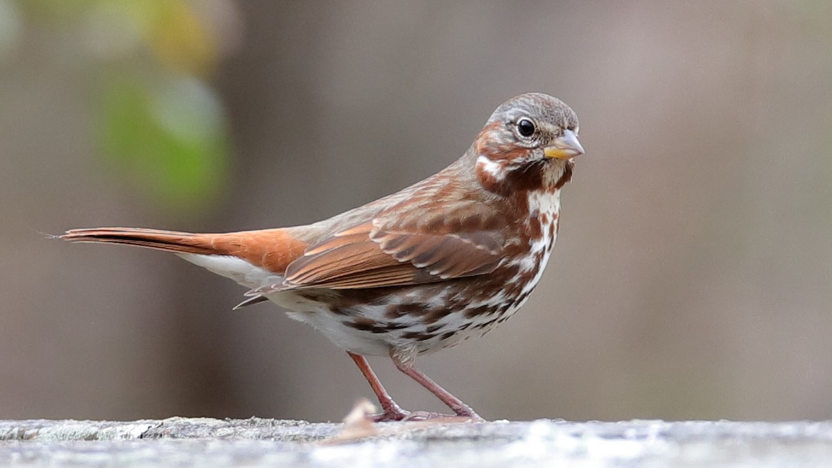 Fox Sparrow - ML317350281