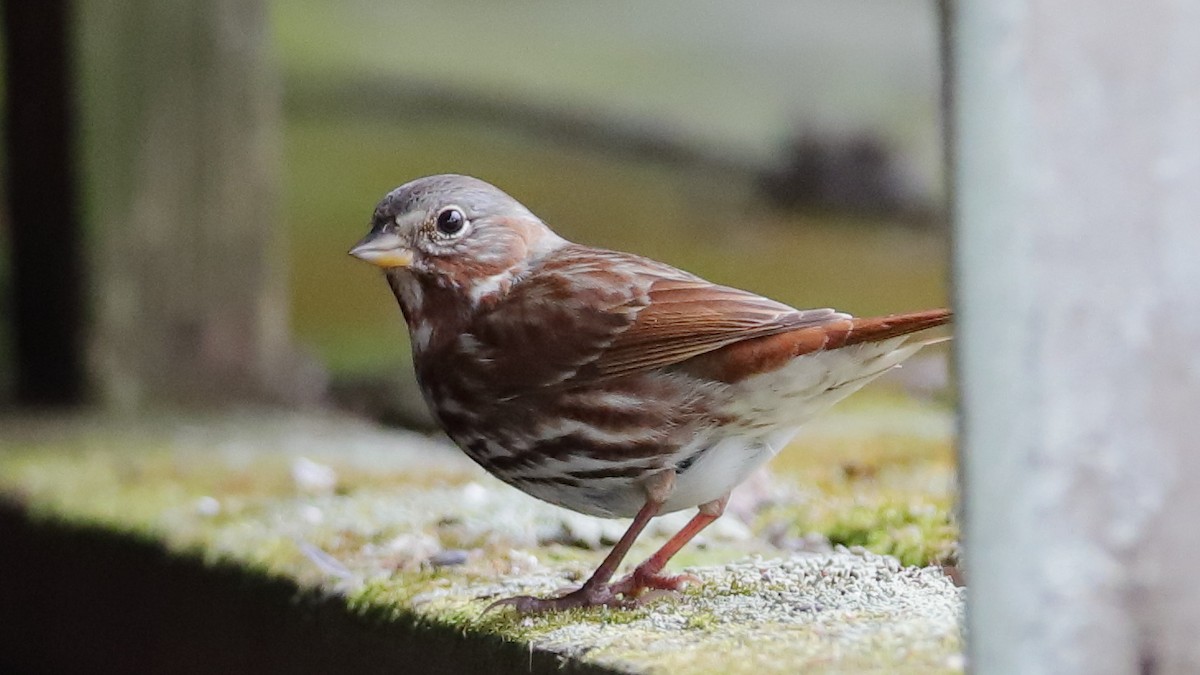 Fox Sparrow - ML317350321