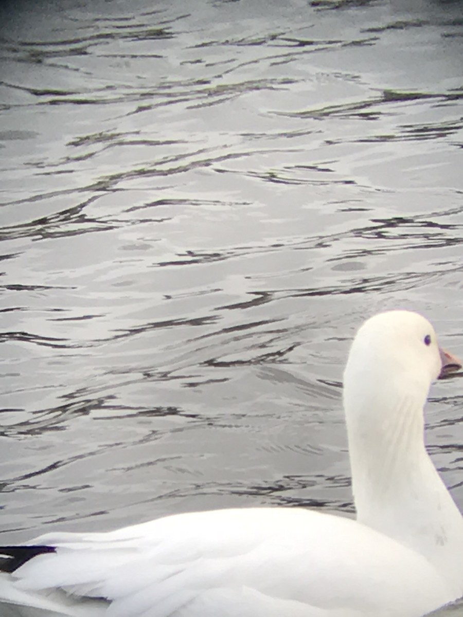 Snow x Ross's Goose (hybrid) - ML317350561