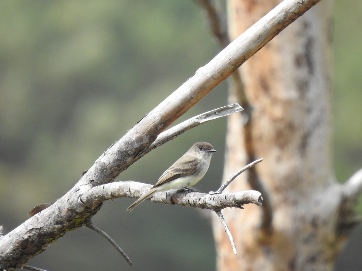 Eastern Phoebe - ML317350811