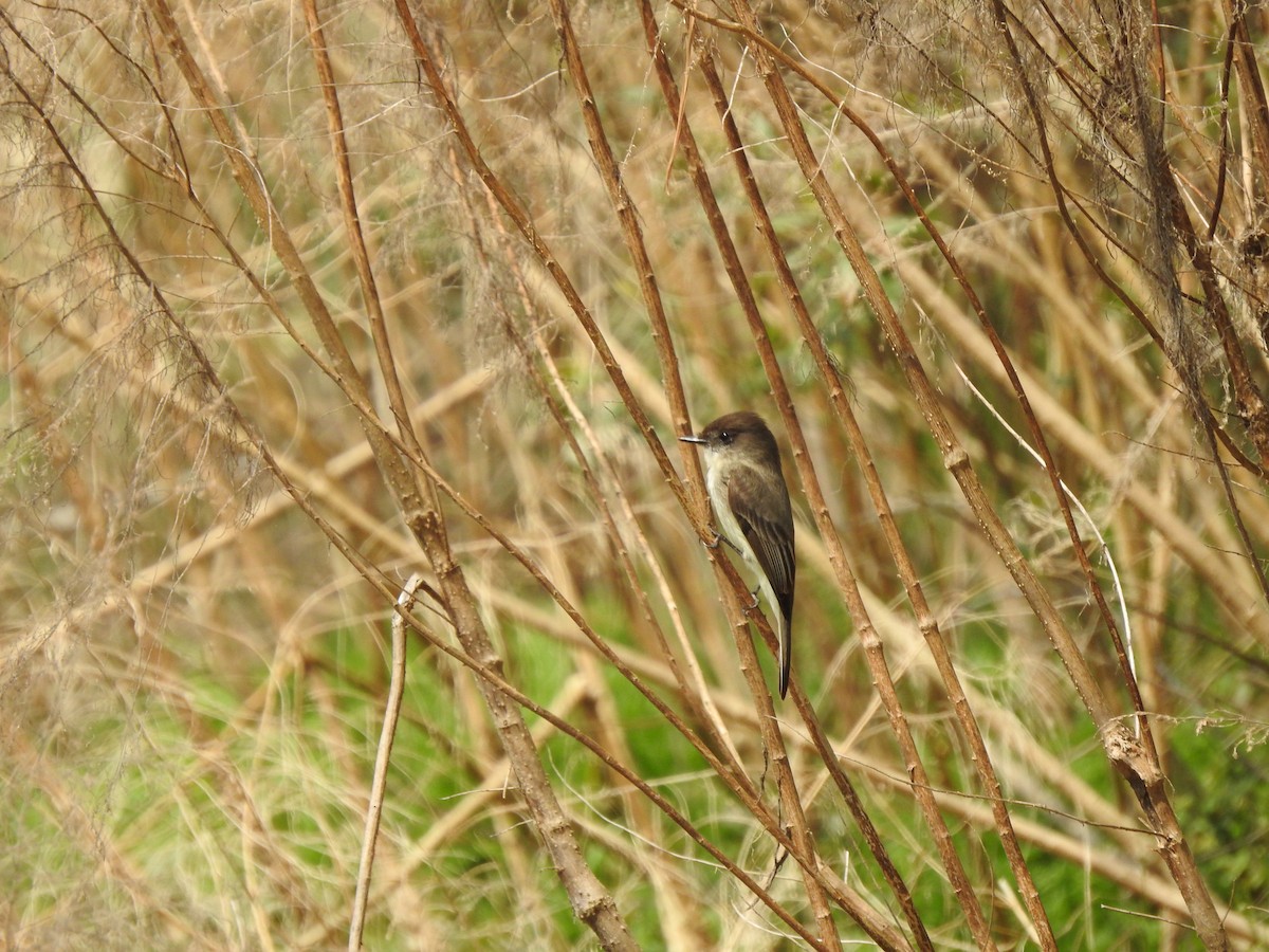 Eastern Phoebe - ML317351091