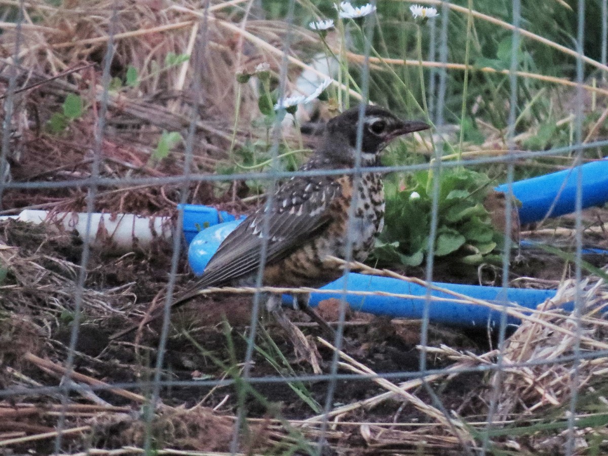 American Robin - Matthew Hunter