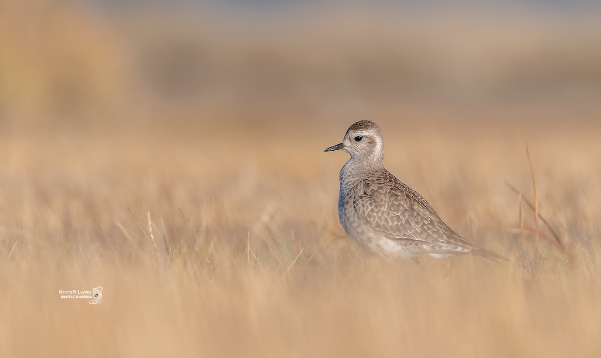 American Golden-Plover - ML317352641