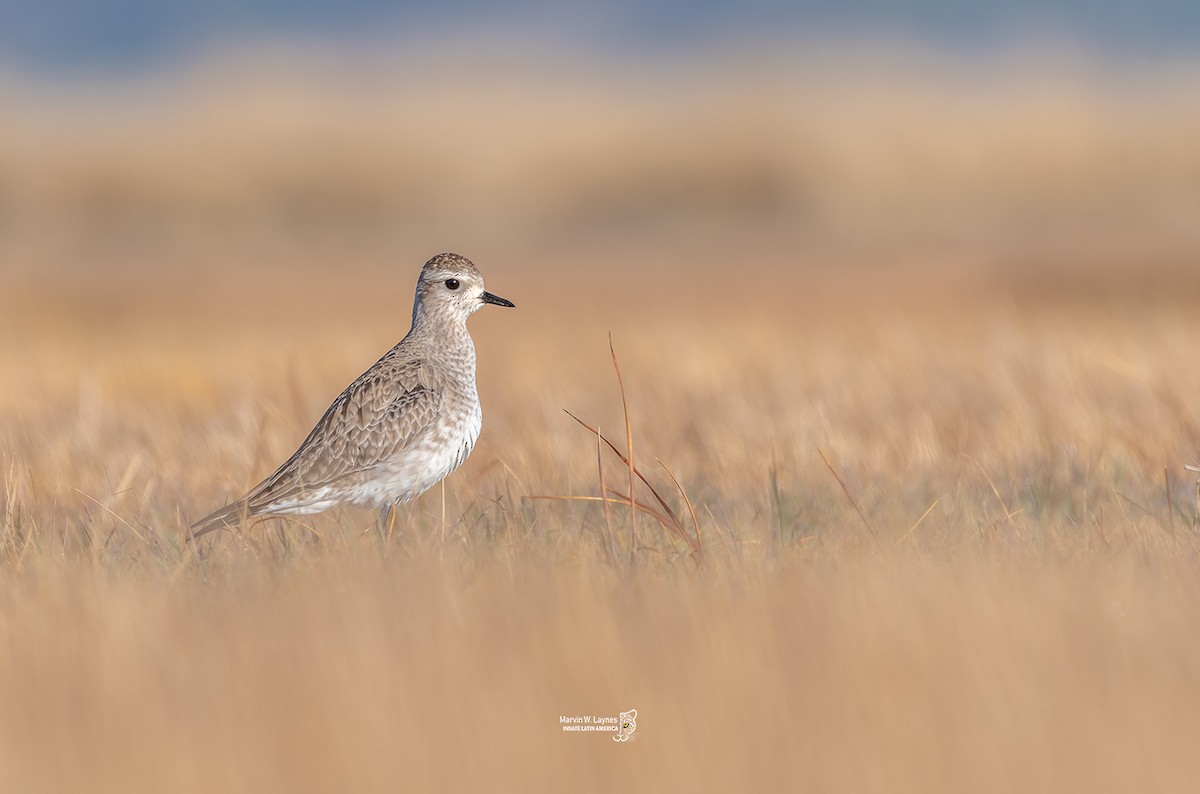 American Golden-Plover - Marvin W. Laynes