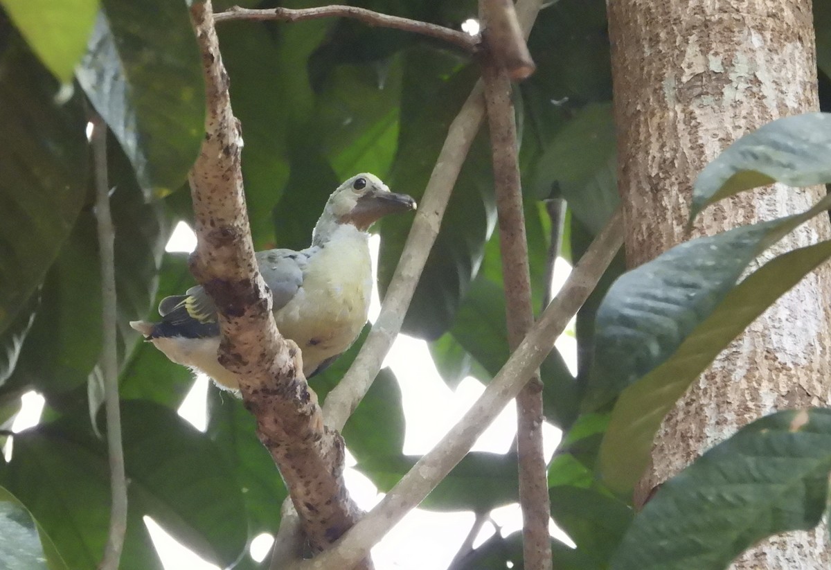 Large Green-Pigeon - Ingkayut Sa-ar