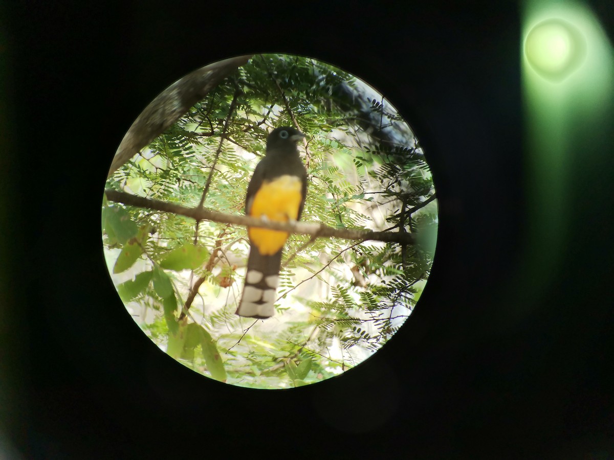 Black-headed Trogon - ML317353091