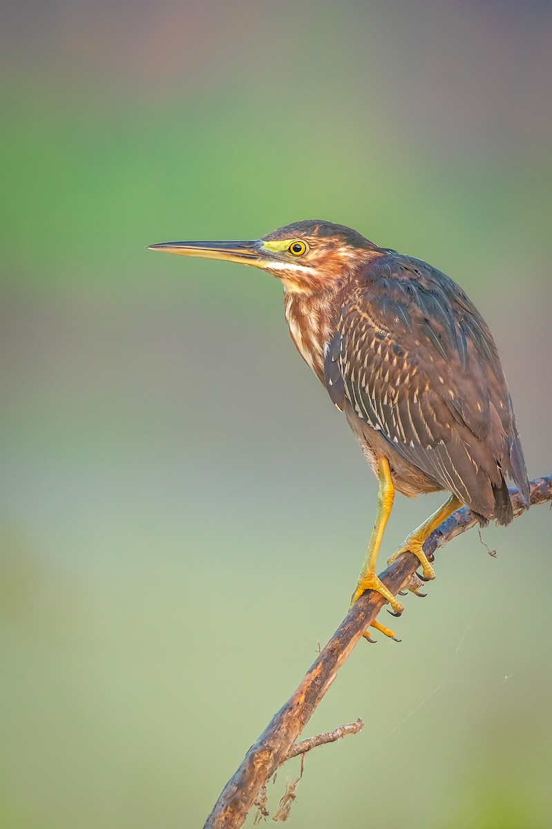 Green Heron - ML317353641