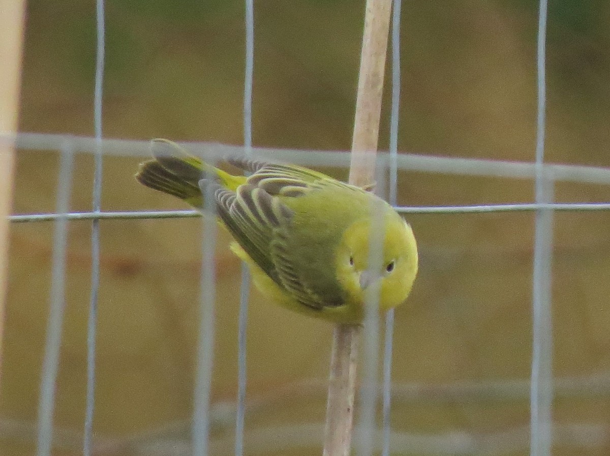 Yellow Warbler - ML31735371