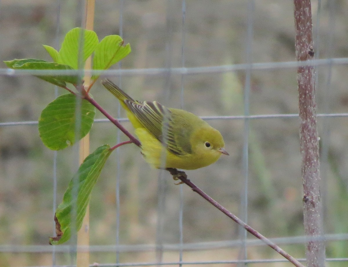Yellow Warbler - ML31735381