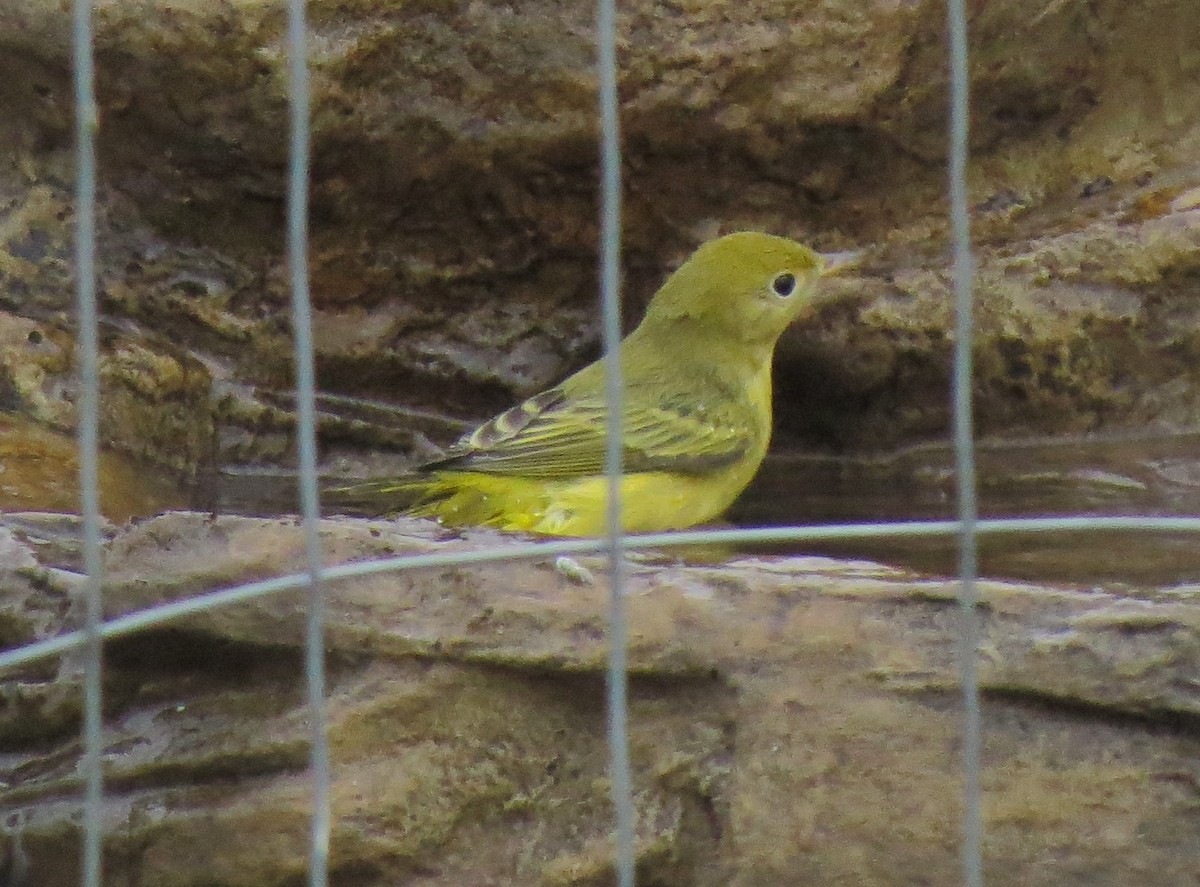 Yellow Warbler - ML31735391