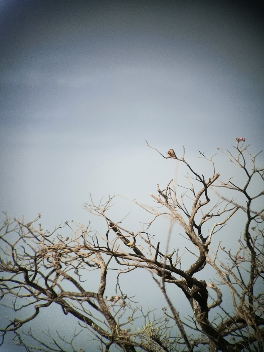 American Kestrel - ALFREDO ZÚÑIGA M.