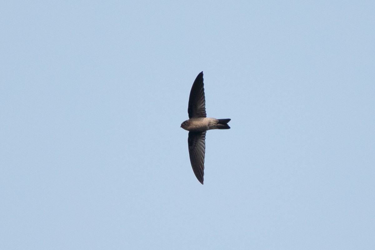 Germain's Swiftlet - ML317354091