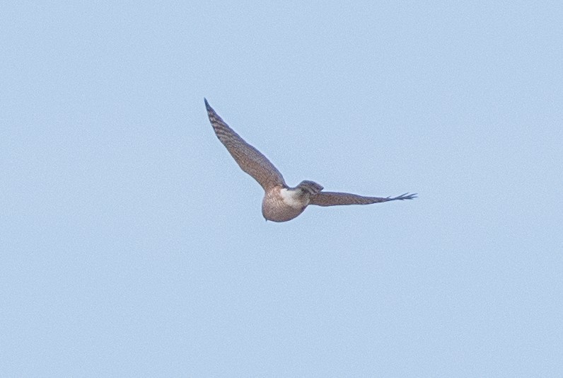 Cooper's Hawk - ML317354541