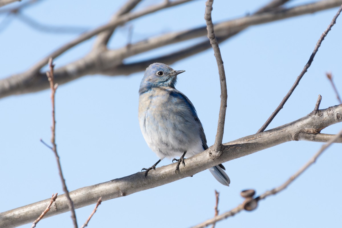 Mountain Bluebird - Neil Skoog