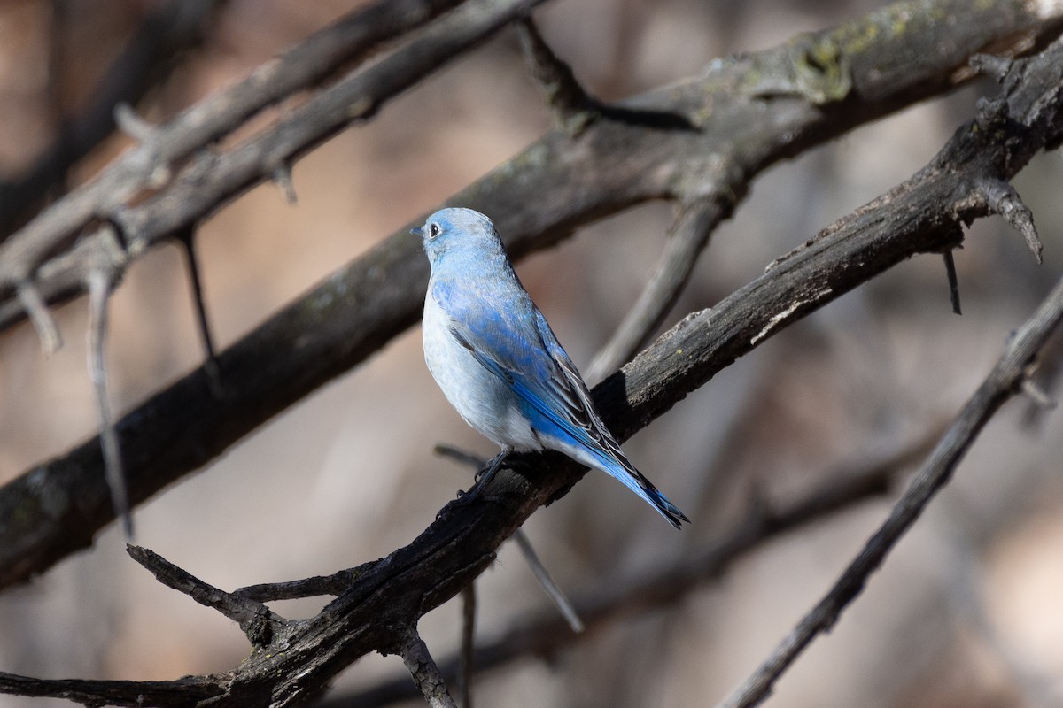 salašník horský - ML317354851