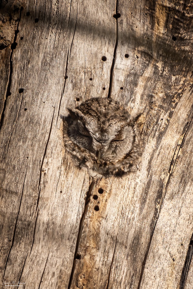 Eastern Screech-Owl - James Johnston