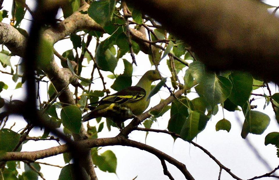 Gray-fronted Green-Pigeon - ML31735761