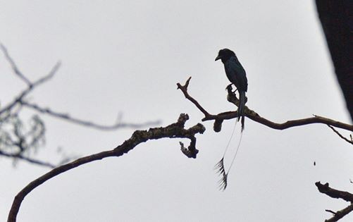 Greater Racket-tailed Drongo - ML31735831
