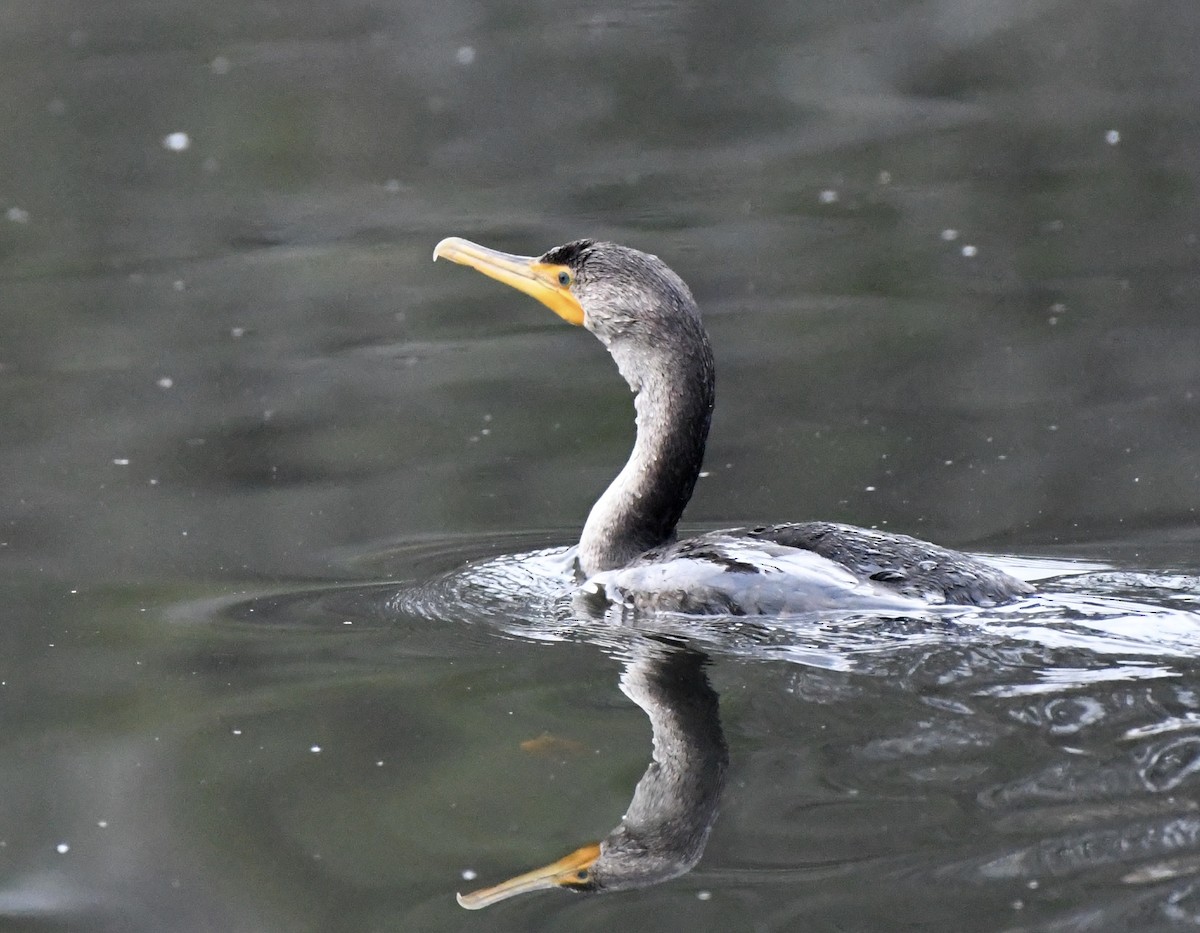 Double-crested Cormorant - ML317361341