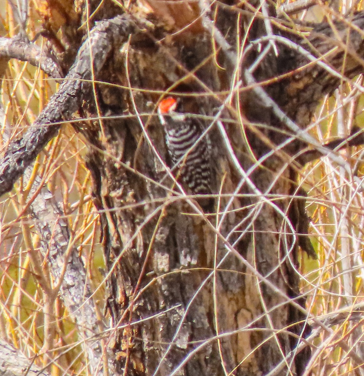 Ladder-backed Woodpecker - ML317361371