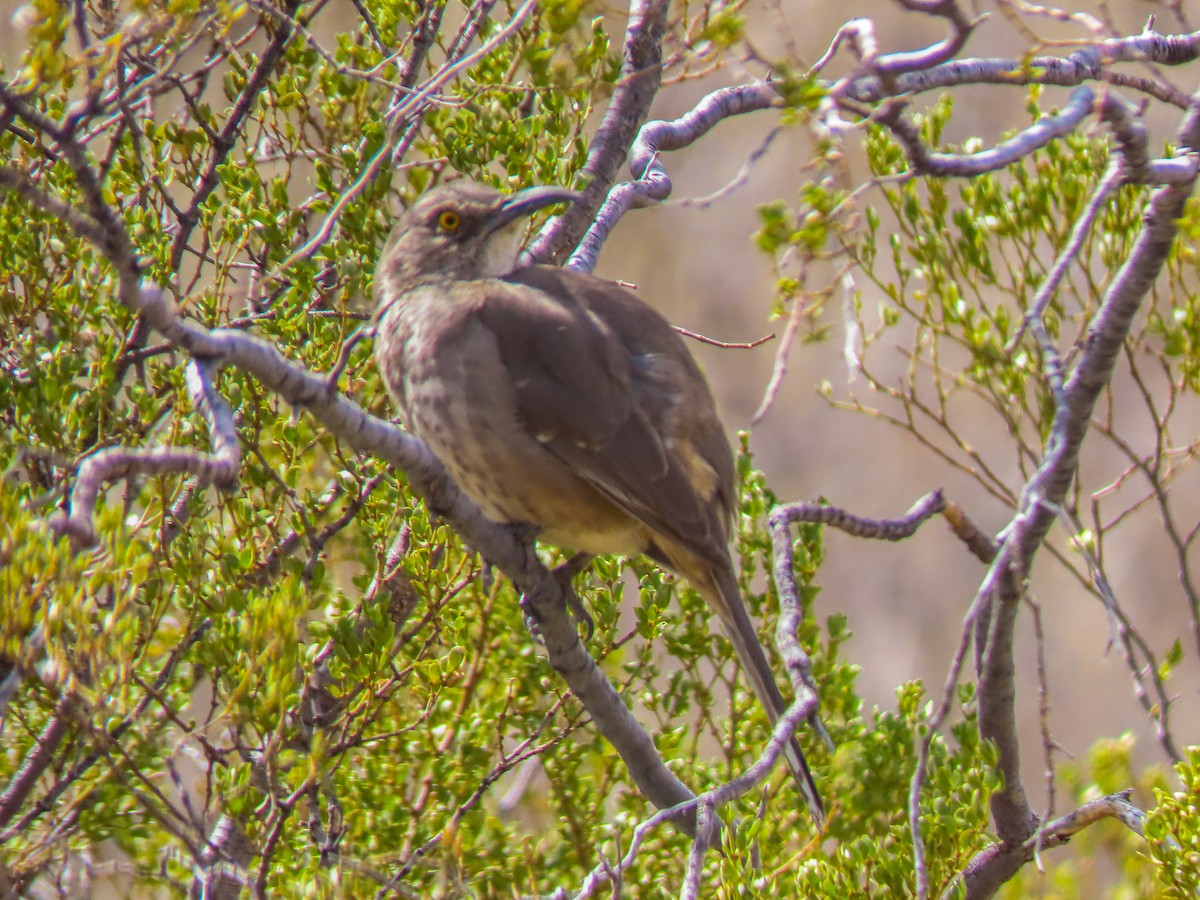 Curve-billed Thrasher - ML317361441