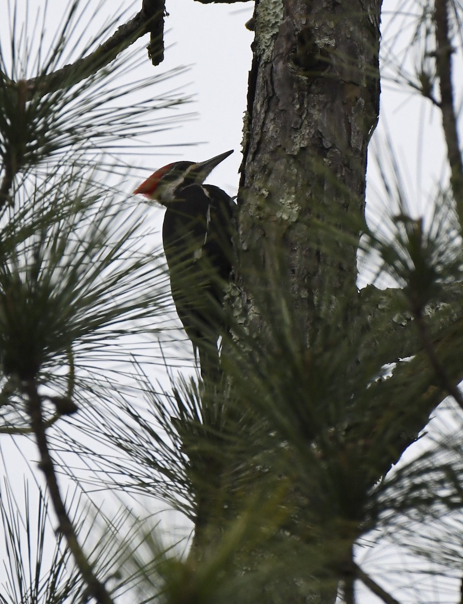 Pileated Woodpecker - ML317361451