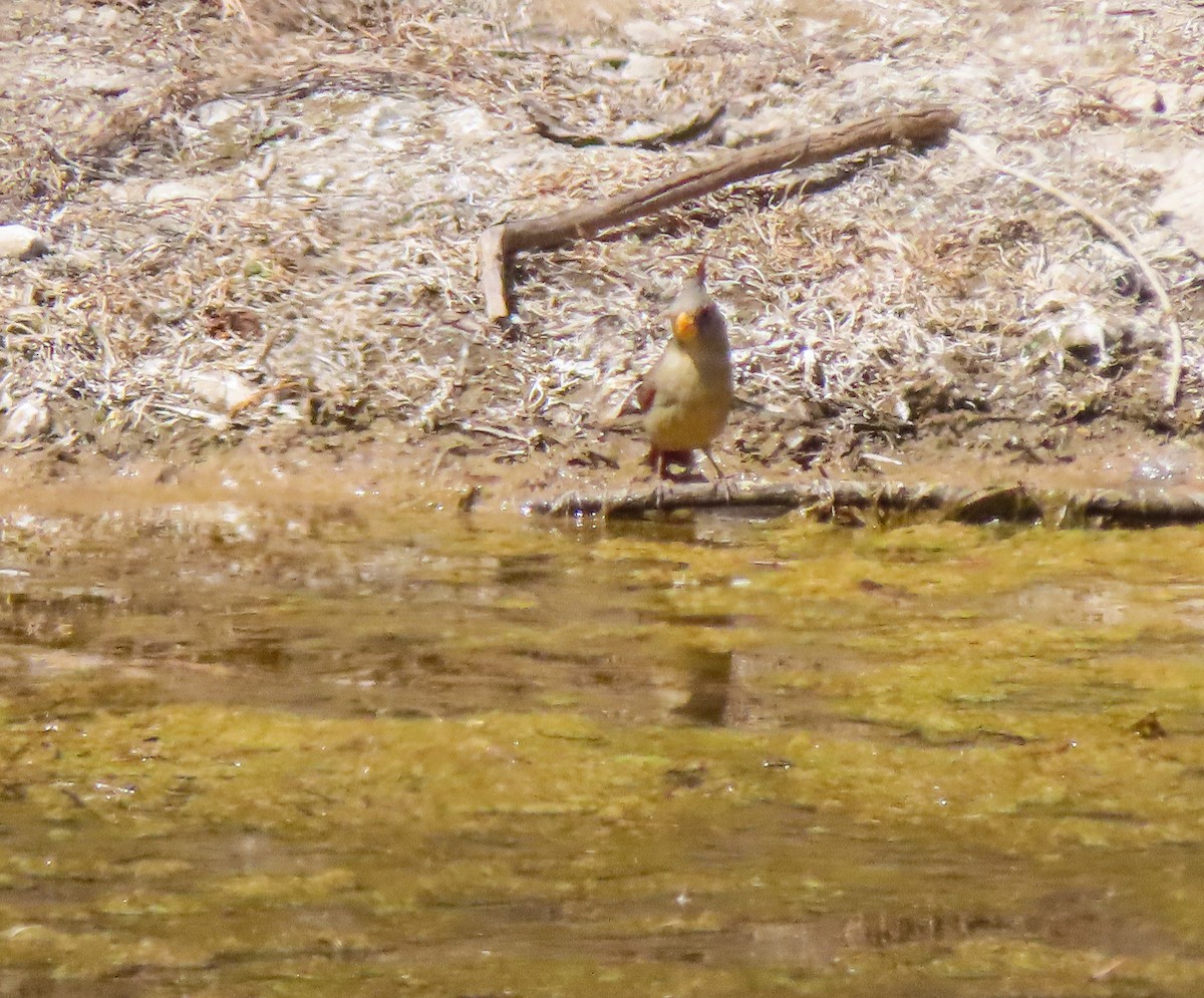 Pyrrhuloxia - ML317361521