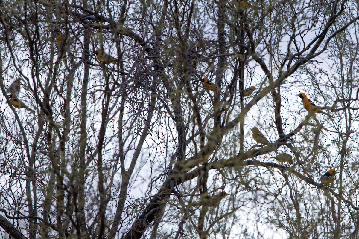 Hooded Oriole - ML317361751