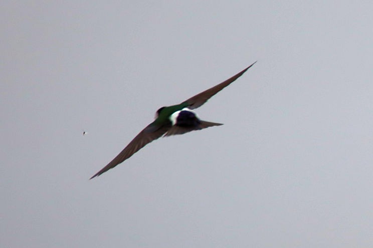 Violet-green Swallow - ML317363211