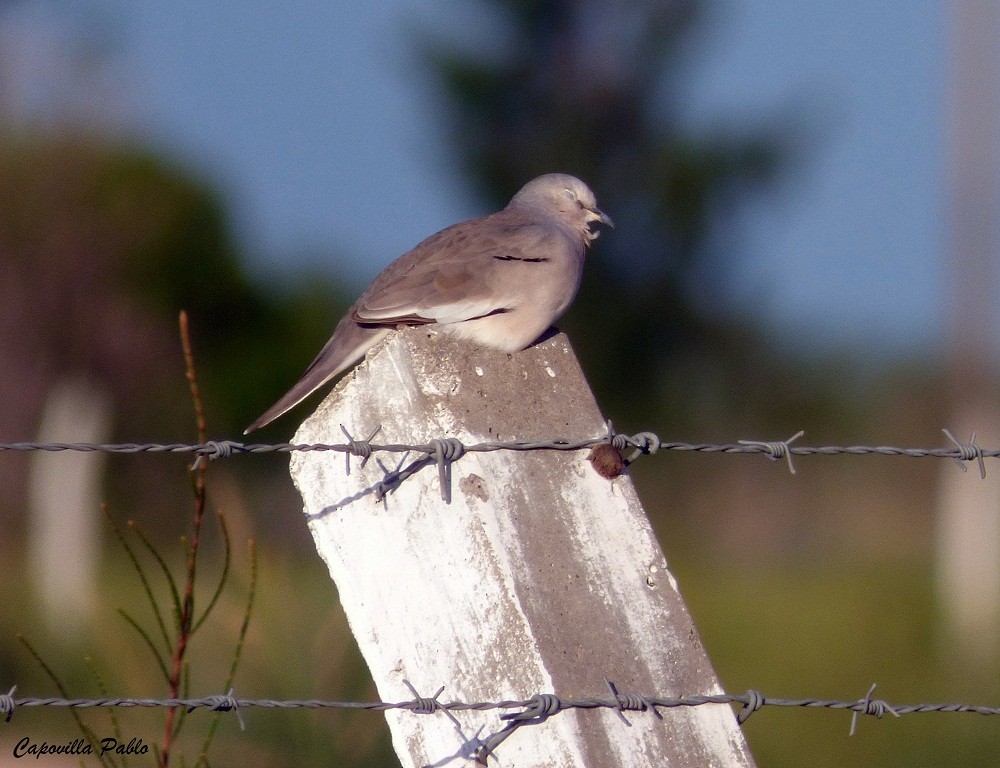 Picui Ground Dove - ML317363361