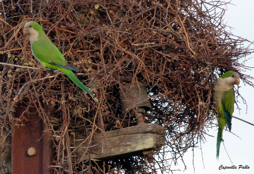 Monk Parakeet - ML317363641