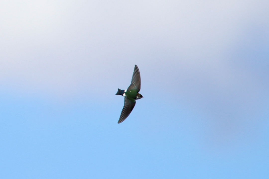 Violet-green Swallow - ML317363791