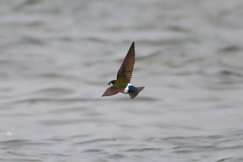 Violet-green Swallow - ML317363801