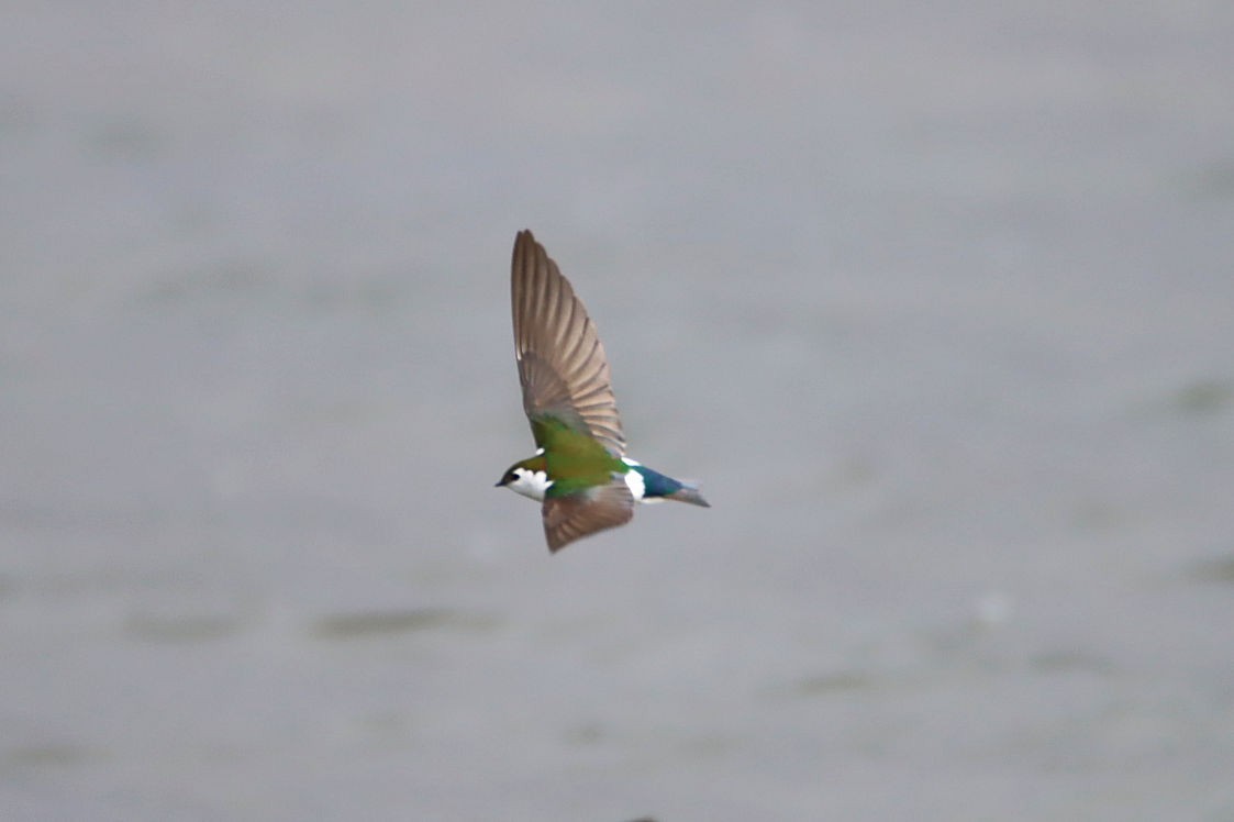 Violet-green Swallow - ML317363811