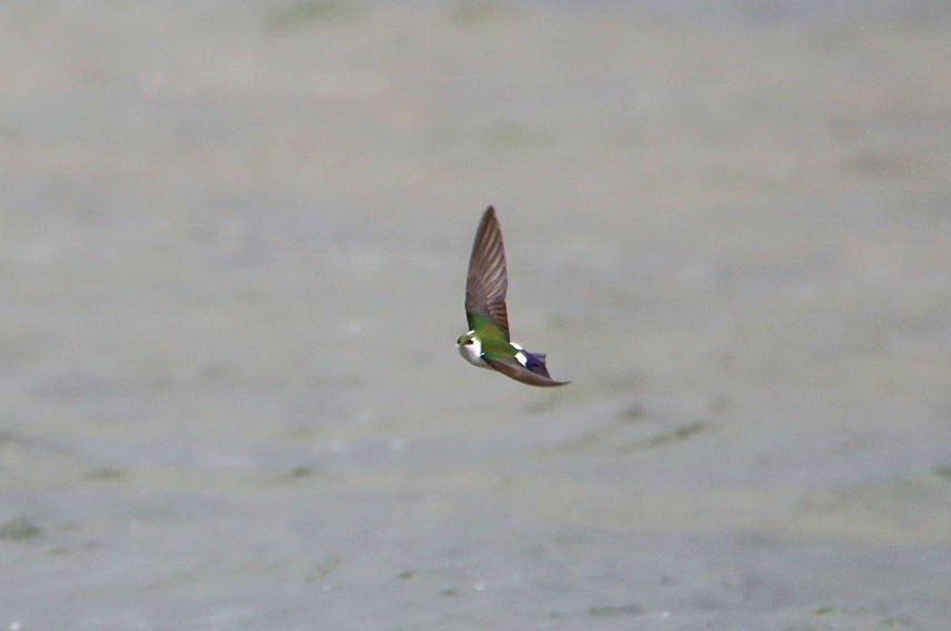 Violet-green Swallow - ML317363941