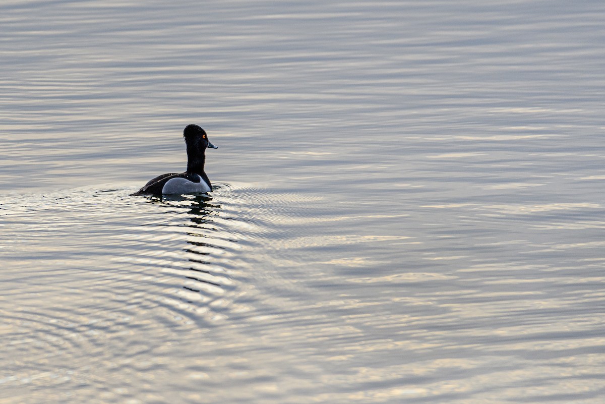 Ring-necked Duck - Ken Miracle