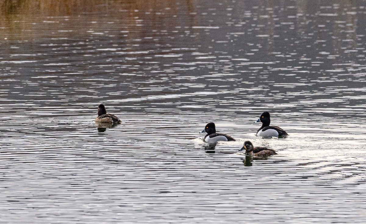 Ring-necked Duck - ML317364331