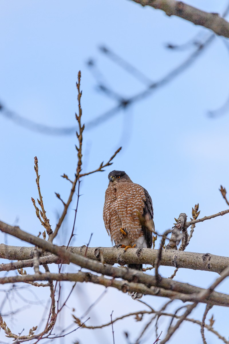 Cooper's Hawk - ML317364661